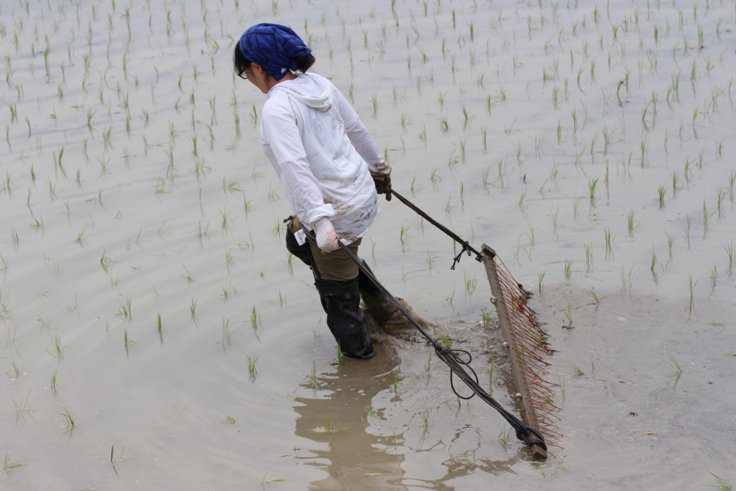 農薬未使用の安心して、食べられる京米
